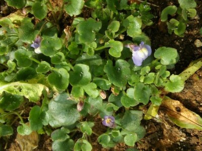 Zlata Nanić, hrvatska pionirka ekološke poljoprivrede