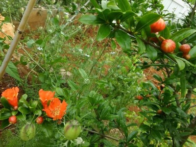 Zlata Nanić, hrvatska pionirka ekološke poljoprivrede