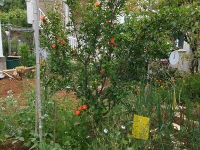 Zlata Nanić, hrvatska pionirka ekološke poljoprivrede