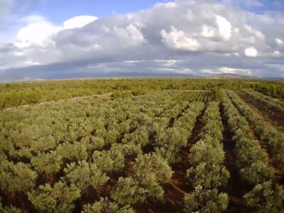 Zlatno maslinovo ulje OPG-a Ivić