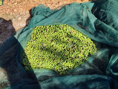 Zlatno maslinovo ulje OPG-a Ivić