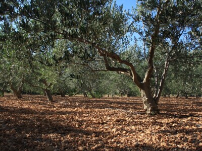 Zlatno maslinovo ulje OPG-a Ivić