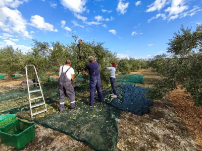 Zlatno maslinovo ulje OPG-a Ivić