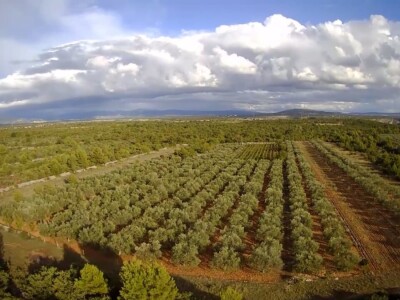 Zlatno maslinovo ulje OPG-a Ivić