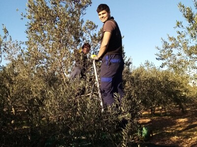 Zlatno maslinovo ulje OPG-a Ivić