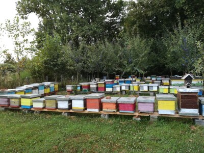 Značaj api komore Značaj api komore