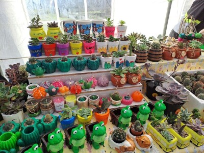 Zokine iglarije - kaktusi