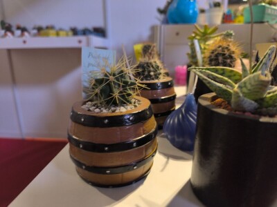 Zokine iglarije - kaktusi