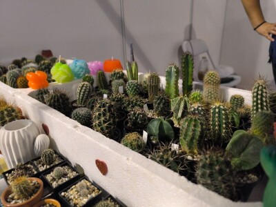 Zokine iglarije - kaktusi