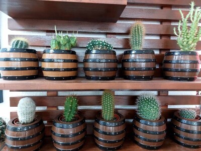 Zokine iglarije - kaktusi