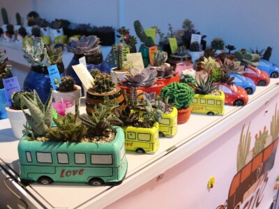 Zokine iglarije - kaktusi