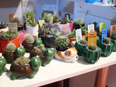 Zokine iglarije - kaktusi