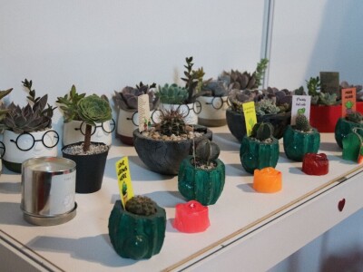 Zokine iglarije - kaktusi