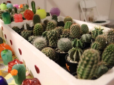 Zokine iglarije - kaktusi