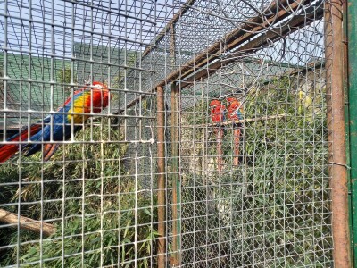 Zoo vrt "Miki" u Kolutu