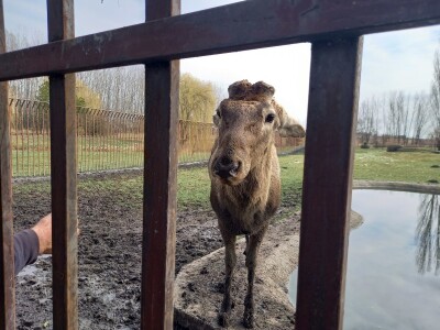 Zoo vrt "Miki" u Kolutu