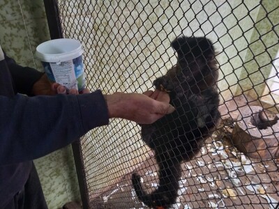 Zoo vrt "Miki" u Kolutu