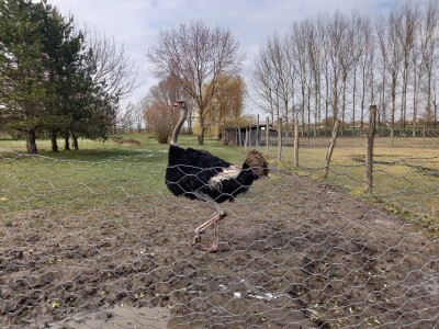 Zoo vrt "Miki" u Kolutu