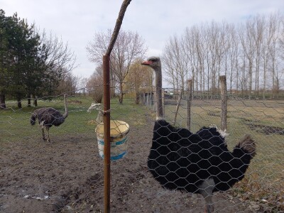 Zoo vrt "Miki" u Kolutu