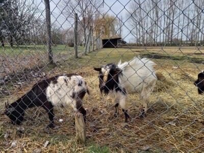 Zoo vrt "Miki" u Kolutu