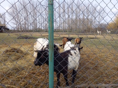 Zoo vrt "Miki" u Kolutu