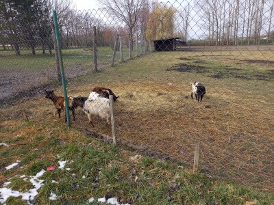 Zoo vrt "Miki" u Kolutu