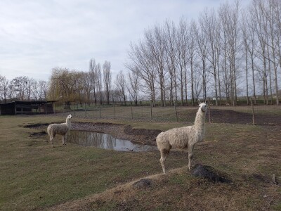 Zoo vrt "Miki" u Kolutu