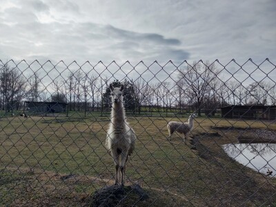 Zoo vrt "Miki" u Kolutu