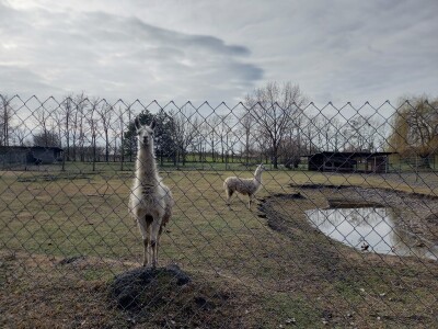 Zoo vrt "Miki" u Kolutu