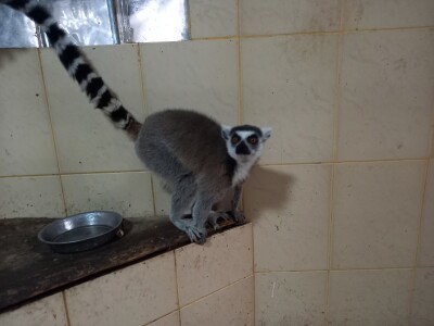 Zoo vrt "Miki" u Kolutu