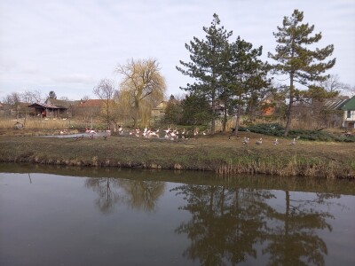 Zoo vrt "Miki" u Kolutu