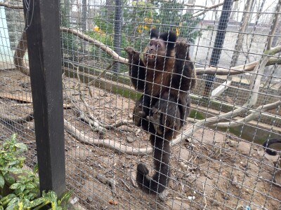 Zoo vrt "Miki" u Kolutu