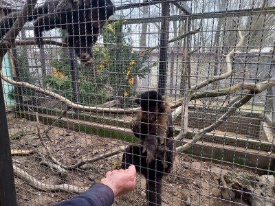 Zoo vrt "Miki" u Kolutu