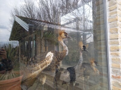 Zoo vrt "Miki" u Kolutu