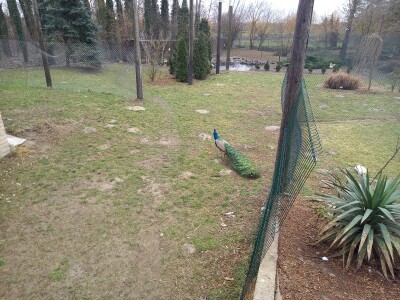 Zoo vrt "Miki" u Kolutu