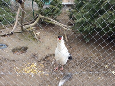 Zoo vrt "Miki" u Kolutu