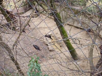 Zoo vrt "Miki" u Kolutu