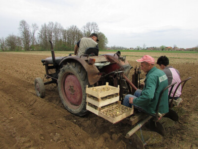 sjetva krompira sjetva krompira