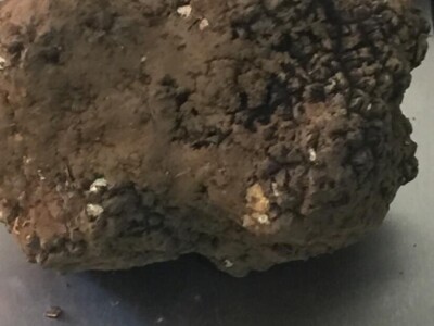 Zoran Davidović u lovu na skupocjene tartufe: Crno blago u šumama BiH Zoran Davidović u lovu na skupocjene tartufe: Crno blago u šumama BiH