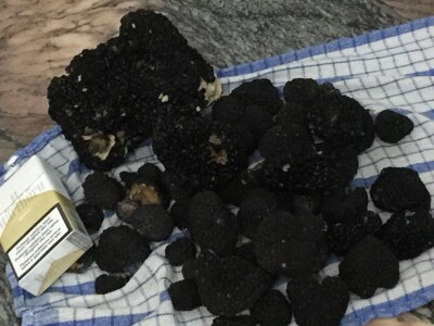 Zoran Davidović u lovu na skupocjene tartufe: Crno blago u šumama BiH Zoran Davidović u lovu na skupocjene tartufe: Crno blago u šumama BiH