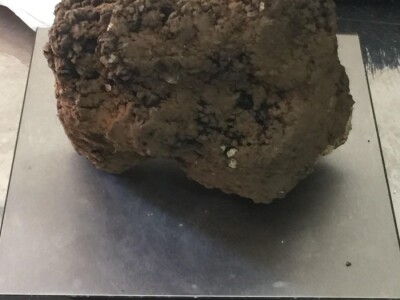 Zoran Davidović u lovu na skupocjene tartufe: Crno blago u šumama BiH Zoran Davidović u lovu na skupocjene tartufe: Crno blago u šumama BiH