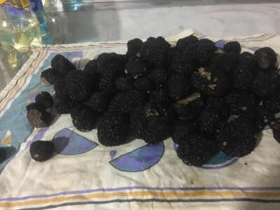 Zoran Davidović u lovu na skupocjene tartufe: Crno blago u šumama BiH Zoran Davidović u lovu na skupocjene tartufe: Crno blago u šumama BiH