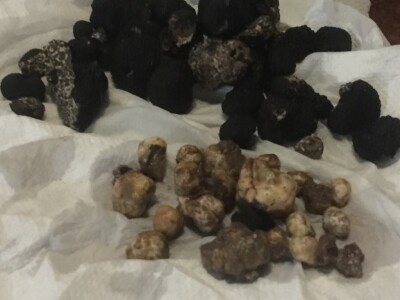 Zoran Davidović u lovu na skupocjene tartufe: Crno blago u šumama BiH Zoran Davidović u lovu na skupocjene tartufe: Crno blago u šumama BiH