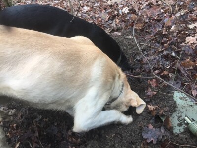 Zoran Davidović u lovu na skupocjene tartufe: Crno blago u šumama BiH Zoran Davidović u lovu na skupocjene tartufe: Crno blago u šumama BiH