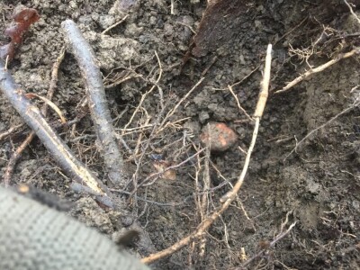 Zoran Davidović u lovu na skupocjene tartufe: Crno blago u šumama BiH Zoran Davidović u lovu na skupocjene tartufe: Crno blago u šumama BiH