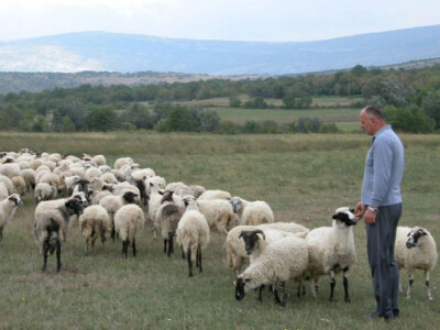 Markulin i njegove ovce