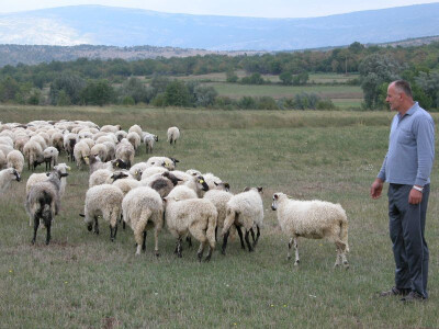 Zoran sa svojim ovcama na ispaši