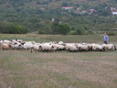 Markulin se ne odvaja od svog stada ovaca