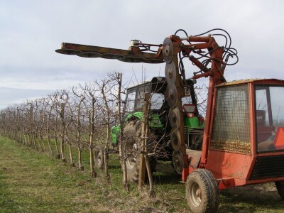 Zorić zimska rezidba