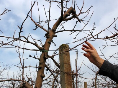 Zorić zimska rezidba